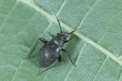 Réf. 288 804 : Orthocephalus coriaceus